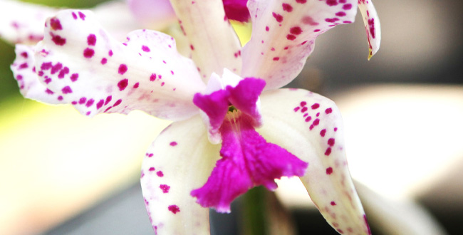 The Gently Used Plant Sale