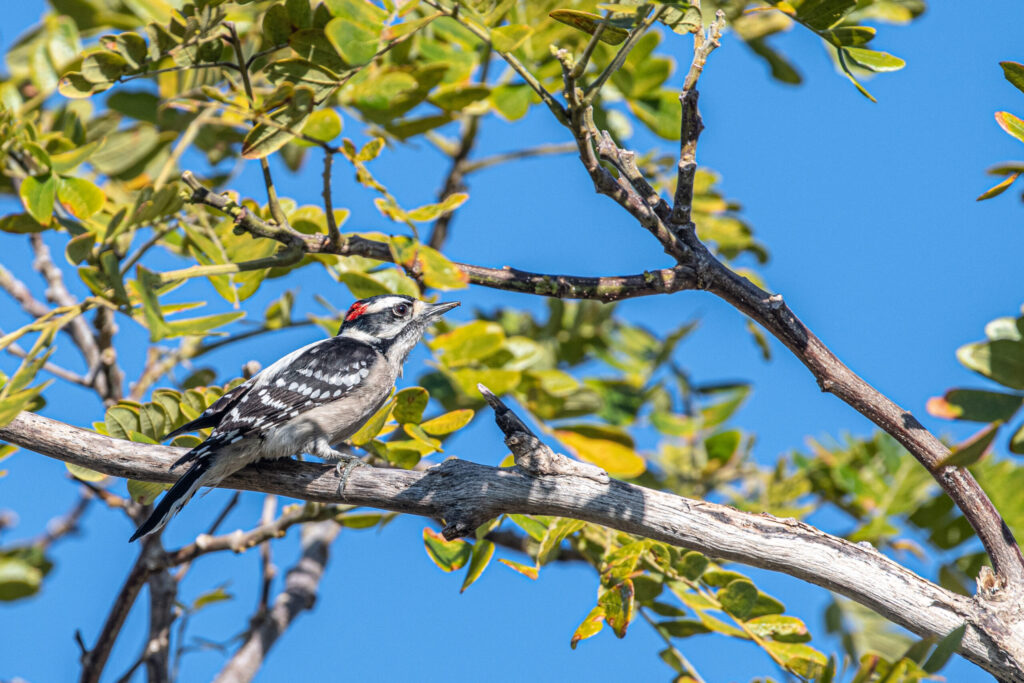Birding in the Garden