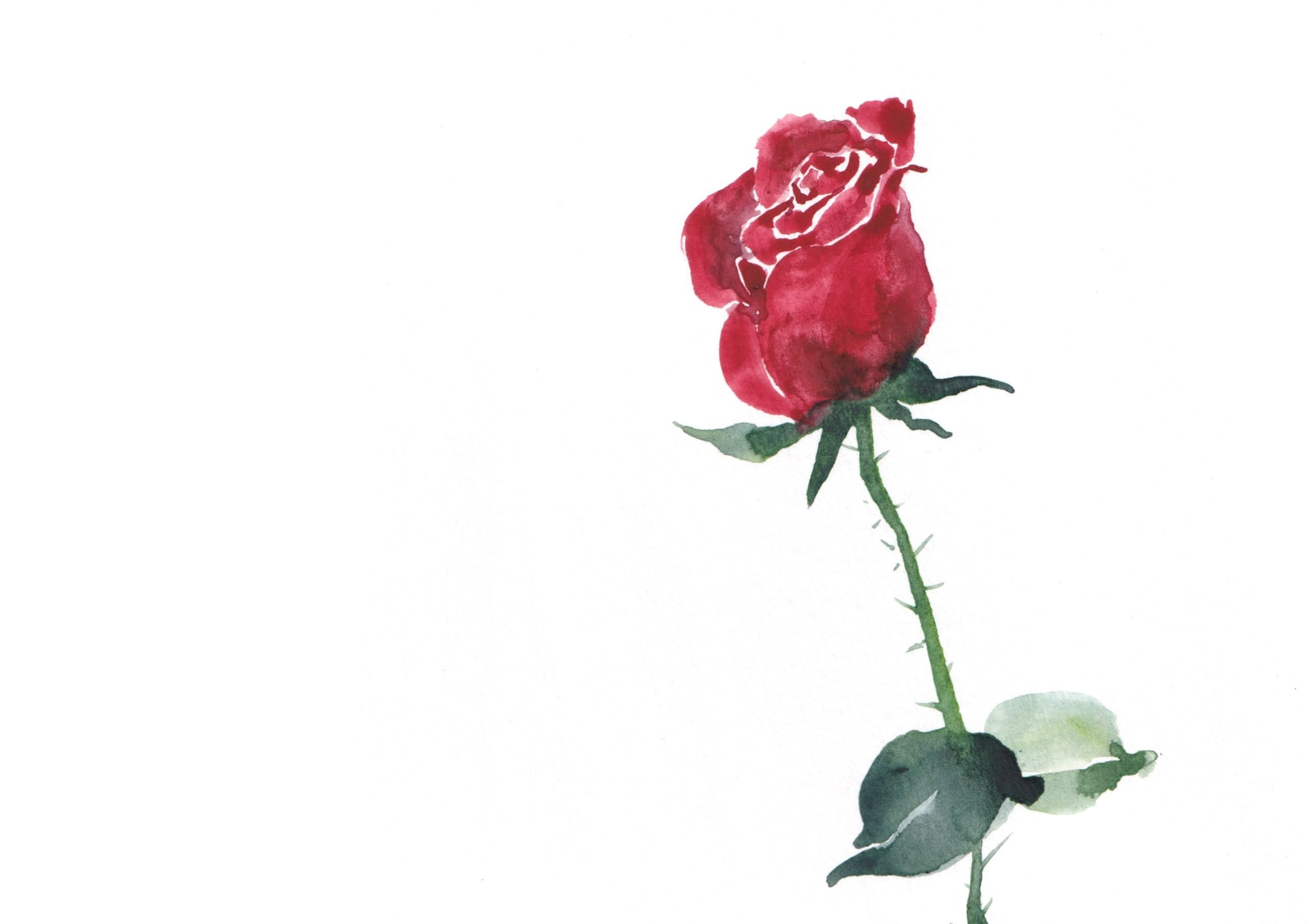 Watercolor Workshop: Roses
