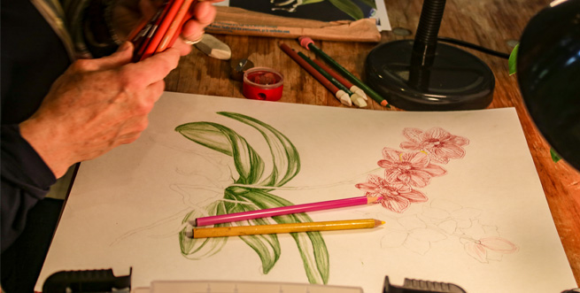 Drawing Orchids in Colored Pencil