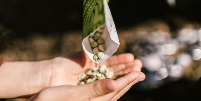 Boo-tanical Seed Exchange